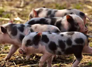 L'élevage porcin et l'importance du matériel agricole professionnel