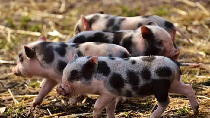 L'élevage porcin et l'importance du matériel agricole professionnel